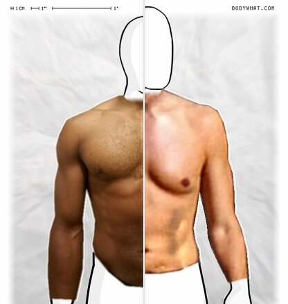 Torso Comparison