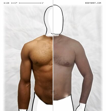 Torso Comparison