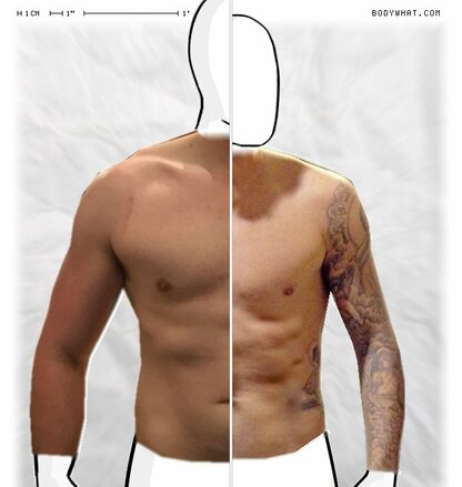 Torso Comparison