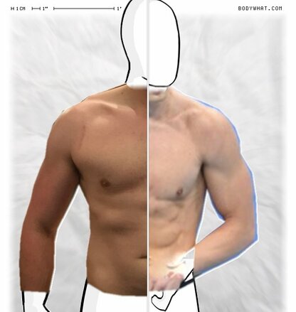 Torso Comparison