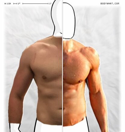 Torso Comparison