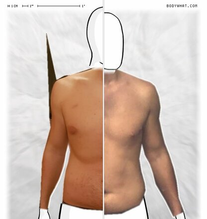 Torso Comparison