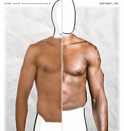 Torso Comparison