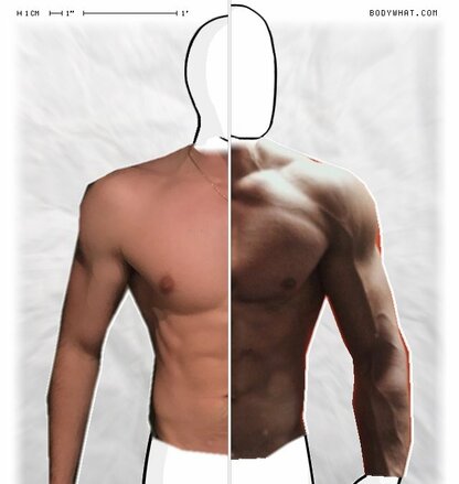 Torso Comparison