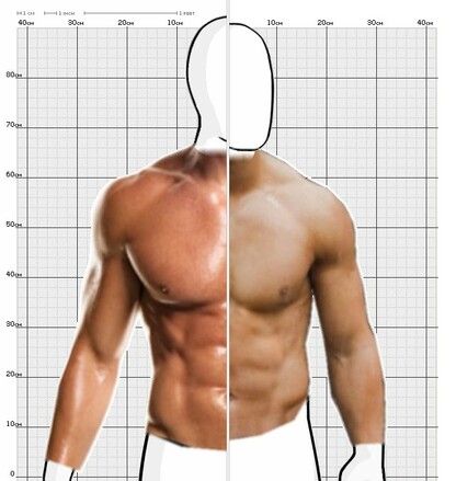 Torso Comparison