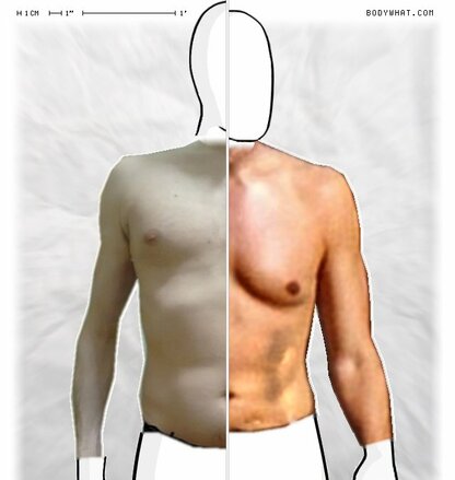 Torso Comparison