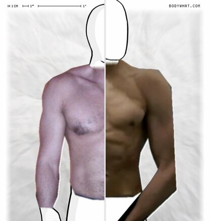 Torso Comparison