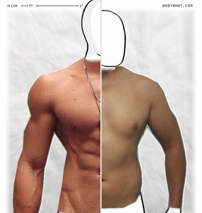 Torso Comparison