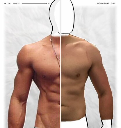 Torso Comparison