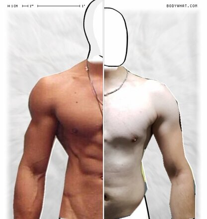 Torso Comparison