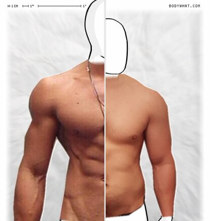 Torso Comparison