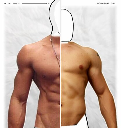 Torso Comparison