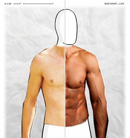 Torso Comparison