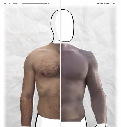 Torso Comparison