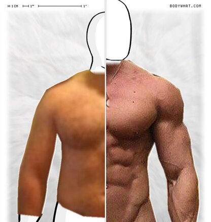 Torso Comparison