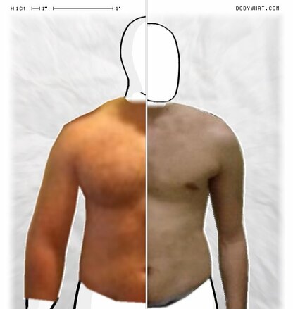 Torso Comparison