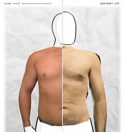 Torso Comparison