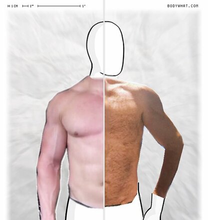 Torso Comparison