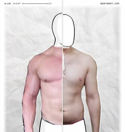 Torso Comparison