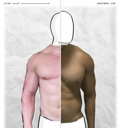 Torso Comparison