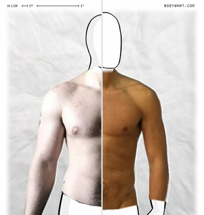 Torso Comparison