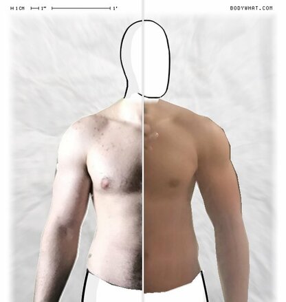 Torso Comparison