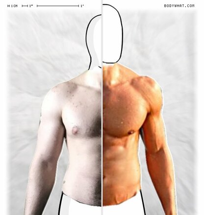 Torso Comparison