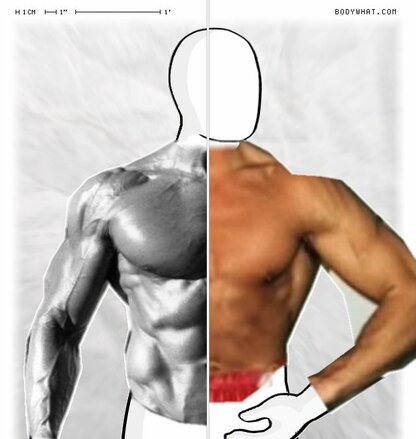 Torso Comparison