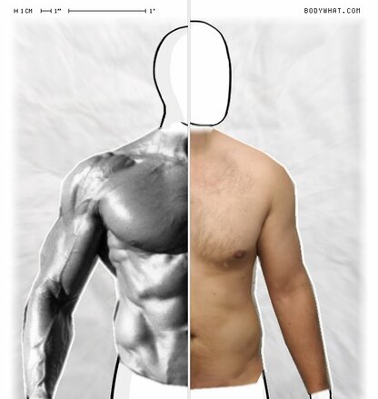 Torso Comparison