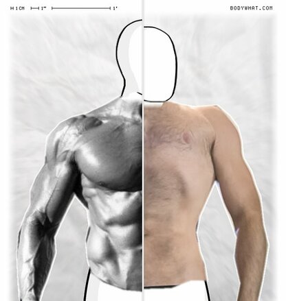 Torso Comparison