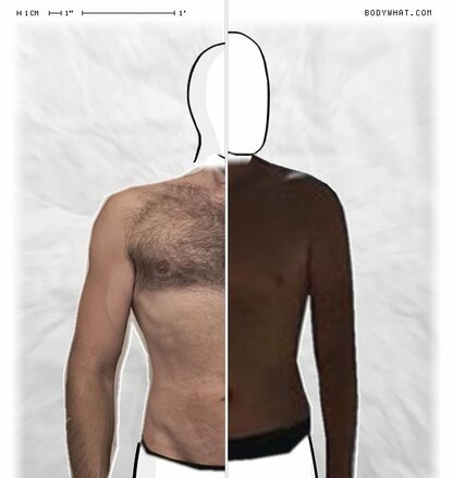 Torso Comparison