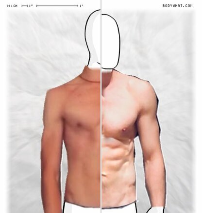 Torso Comparison