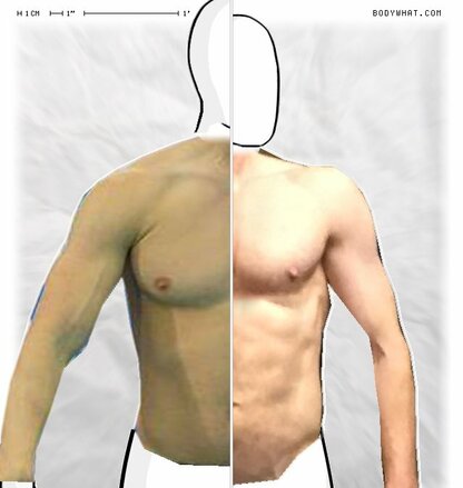 Torso Comparison