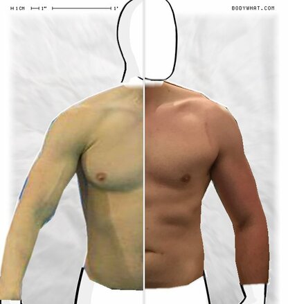 Torso Comparison