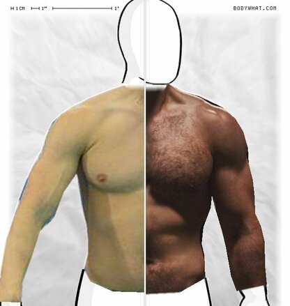 Torso Comparison