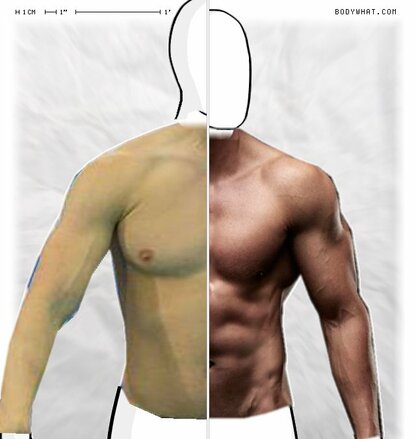 Torso Comparison