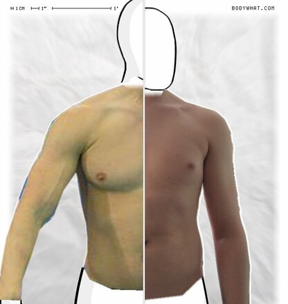 Torso Comparison
