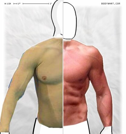 Torso Comparison