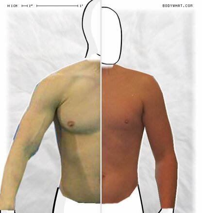 Torso Comparison