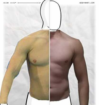 Torso Comparison