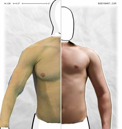 Torso Comparison