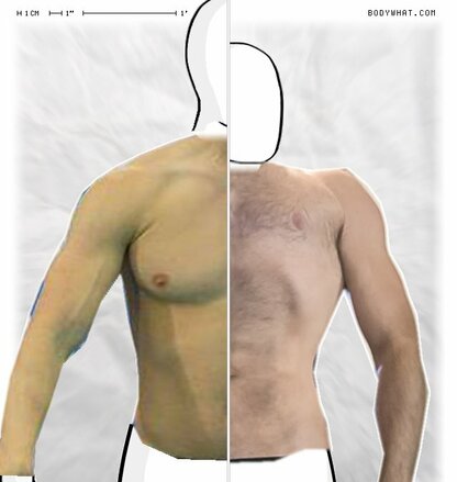 Torso Comparison