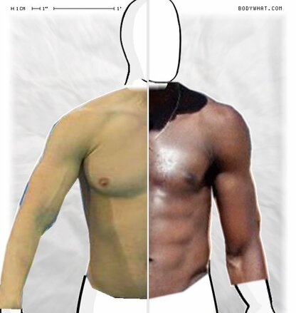 Torso Comparison