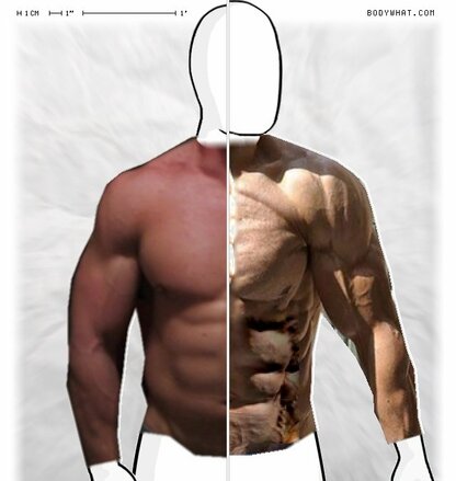 Torso Comparison