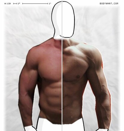 Torso Comparison