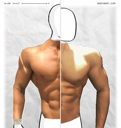 Torso Comparison