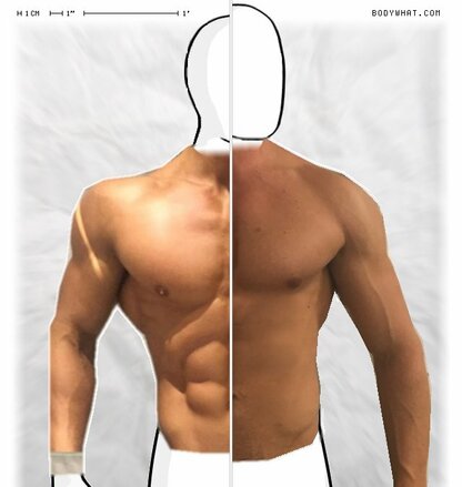 Torso Comparison