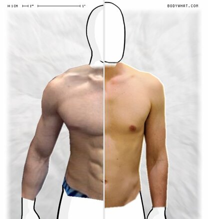 Torso Comparison