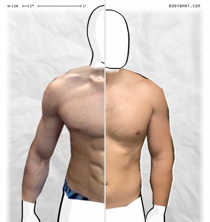 Torso Comparison