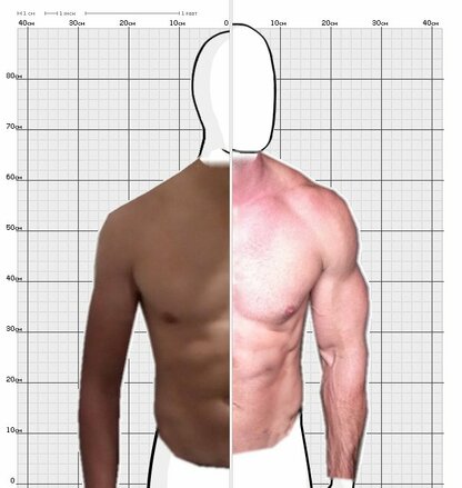 Torso Comparison